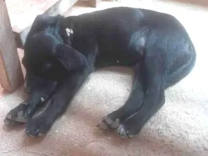 Cachorro raça SRD-ViraLata idade 2 a 6 meses nome Nutella 