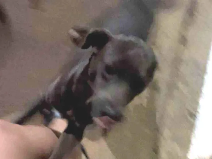 Cachorro ra a SRD-ViraLata idade 7 a 11 meses nome Bruna dos Santos Santiago
