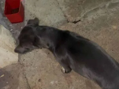 Cachorro raça SRD-ViraLata idade 7 a 11 meses nome Bruna dos Santos Santiago