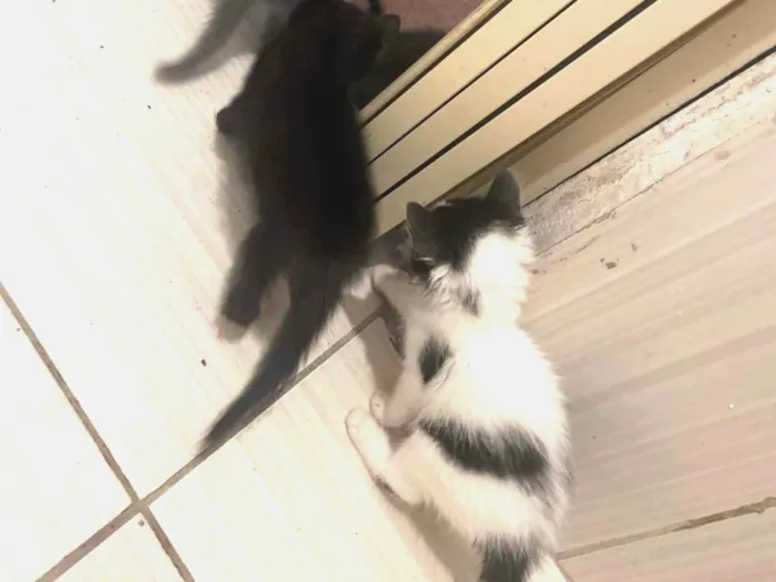 Gato ra a SRD-ViraLata idade Abaixo de 2 meses nome Nao tem nome 