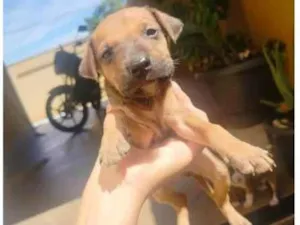 Cachorro raça SRD-ViraLata idade Abaixo de 2 meses nome Você pode escolher 