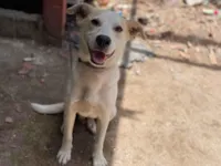 Cachorro ra a SRD-ViraLata idade 2 a 6 meses nome Bob 