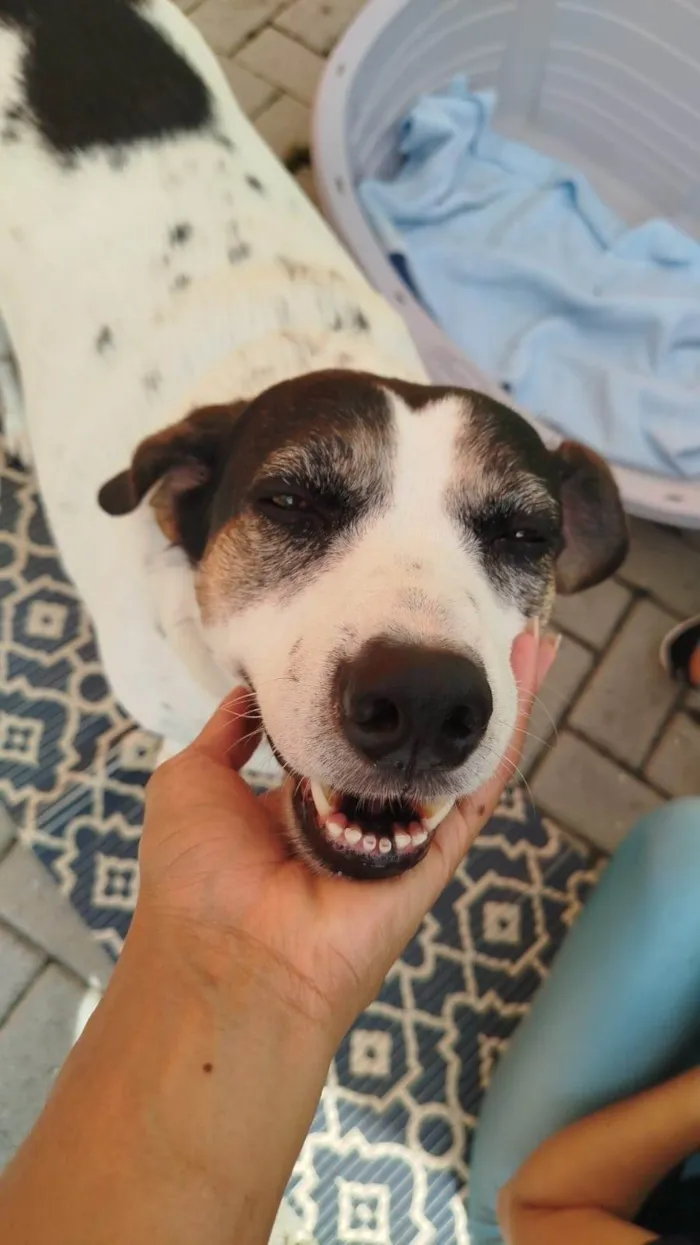 Cachorro ra a SRD-ViraLata idade 5 anos nome Pepa