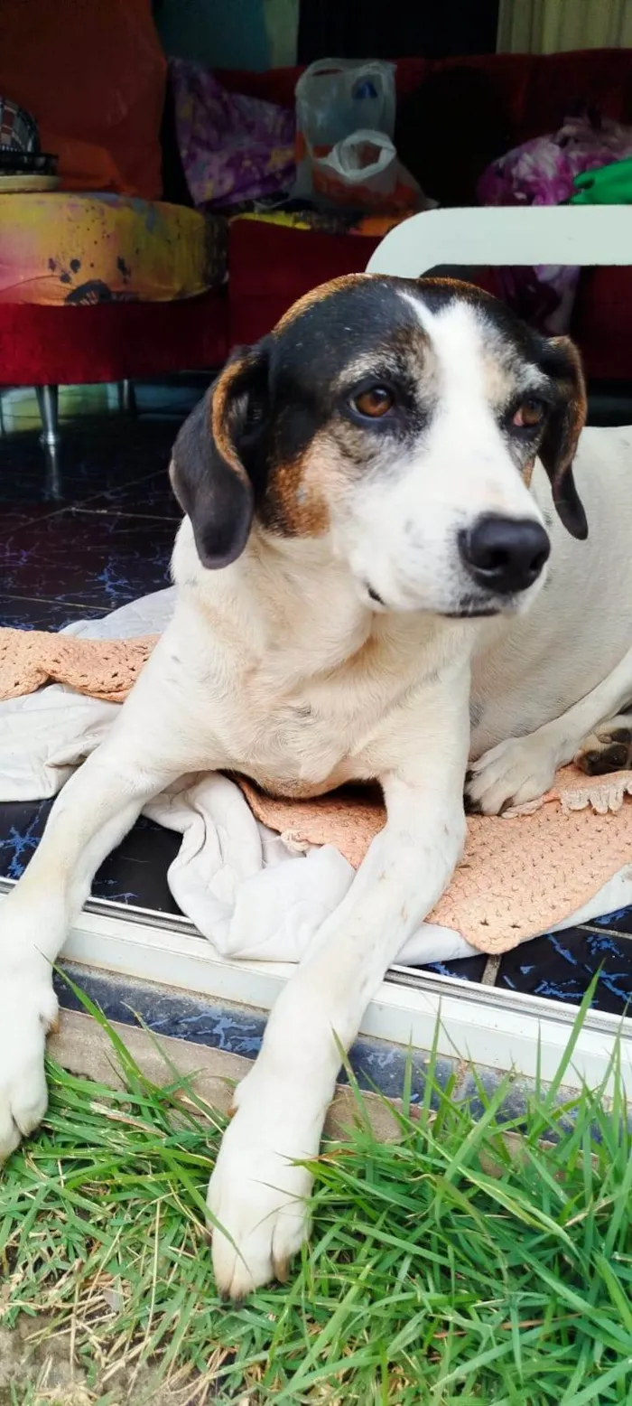 Cachorro ra a SRD-ViraLata idade 5 anos nome Pepa