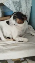 Cachorro ra a SRD-ViraLata idade 5 anos nome Pepa