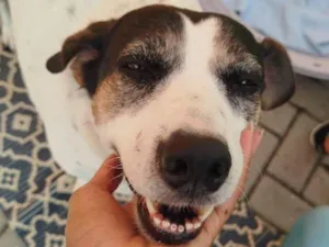 Cachorro raça SRD-ViraLata idade 5 anos nome Pepa
