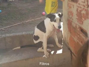 Cachorro raça Pit-Bull idade 7 a 11 meses nome Hulk 