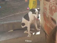 Cachorro raça Pit-Bull idade 7 a 11 meses nome Hulk 