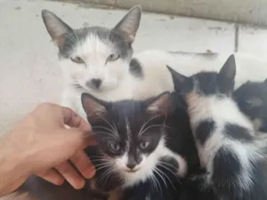 Gato raça SRD-ViraLata idade 2 a 6 meses nome Filhote precisa de um lar.