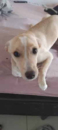 Cachorro ra a SRD-ViraLata idade 2 a 6 meses nome Mel