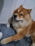 Cachorro ra a Chow Chow idade 3 anos nome Snoopy 