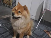 Cachorro ra a Chow Chow idade 3 anos nome Snoopy 