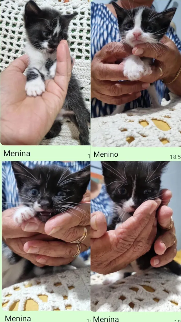 Gato ra a SRD-ViraLata idade Abaixo de 2 meses nome Gatinho Peludo