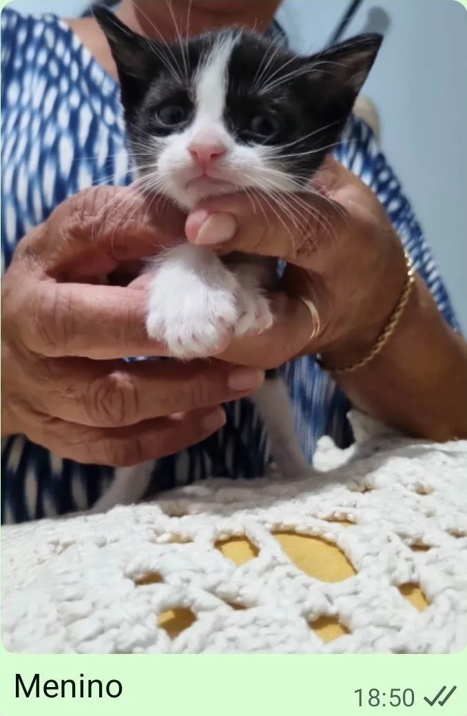 Gato ra a SRD-ViraLata idade Abaixo de 2 meses nome Gatinho Peludo