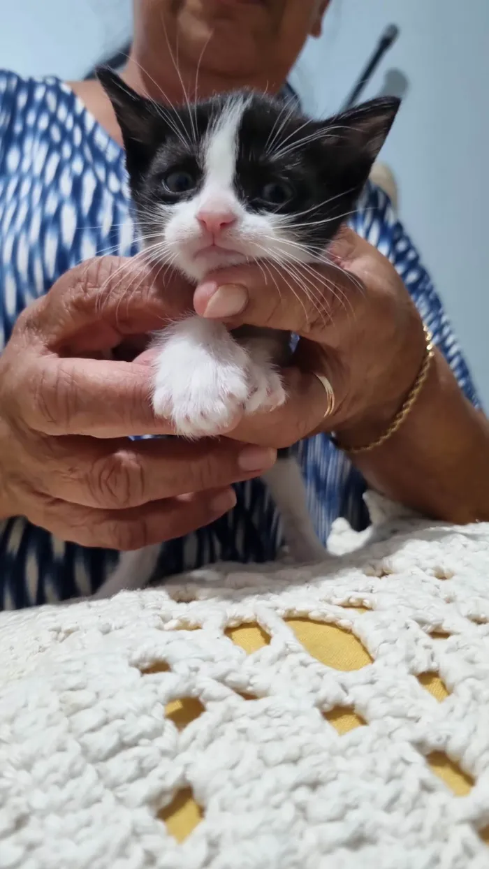 Gato ra a SRD-ViraLata idade Abaixo de 2 meses nome Gatinho Peludo