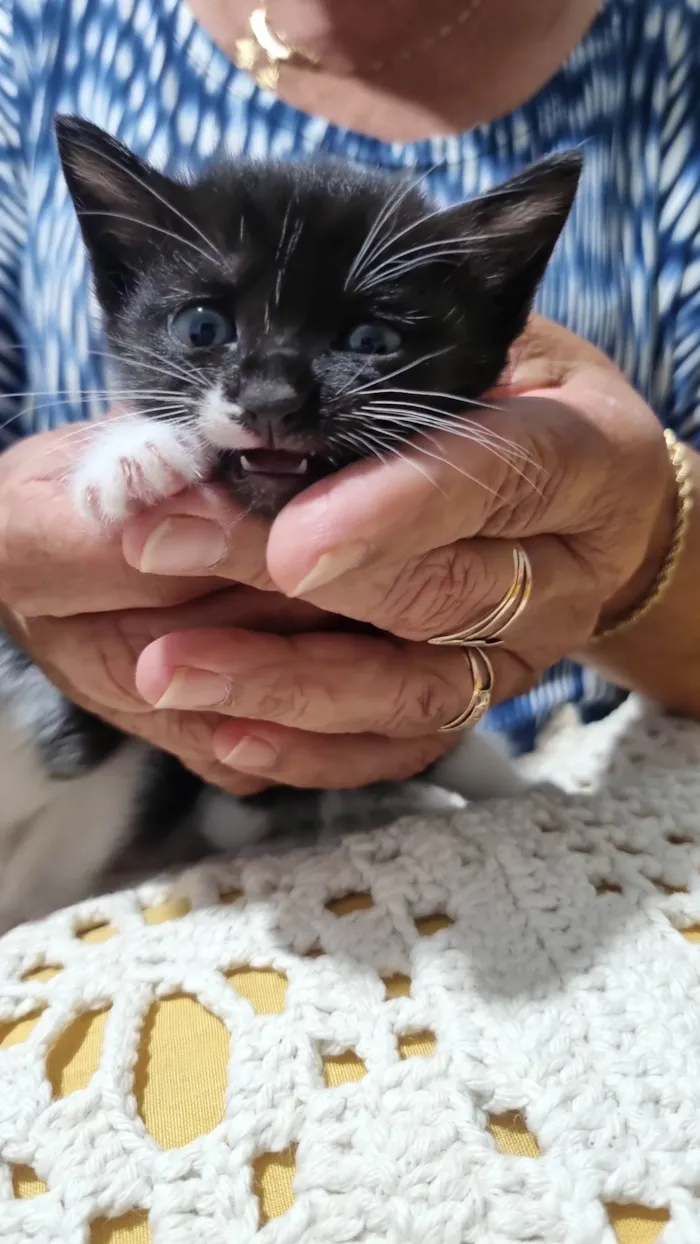 Gato ra a SRD-ViraLata idade Abaixo de 2 meses nome Gatinho Peludo