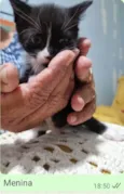 Gato ra a SRD-ViraLata idade Abaixo de 2 meses nome Gatinho Peludo