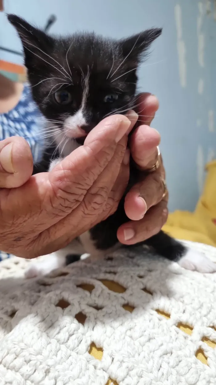 Gato ra a SRD-ViraLata idade Abaixo de 2 meses nome Gatinho Peludo