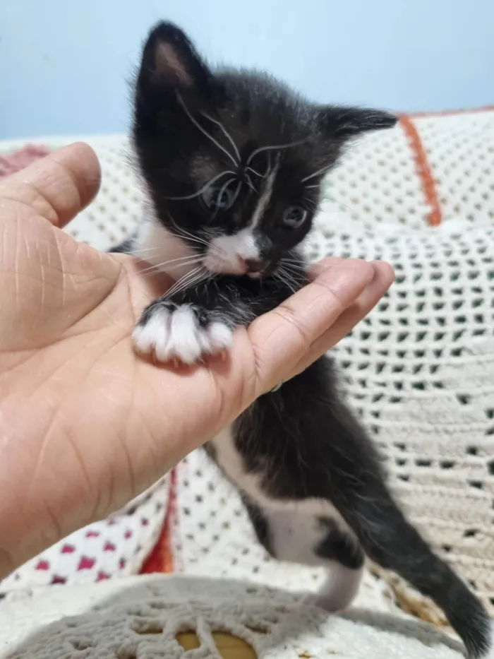 Gato ra a SRD-ViraLata idade Abaixo de 2 meses nome Gatinho Peludo