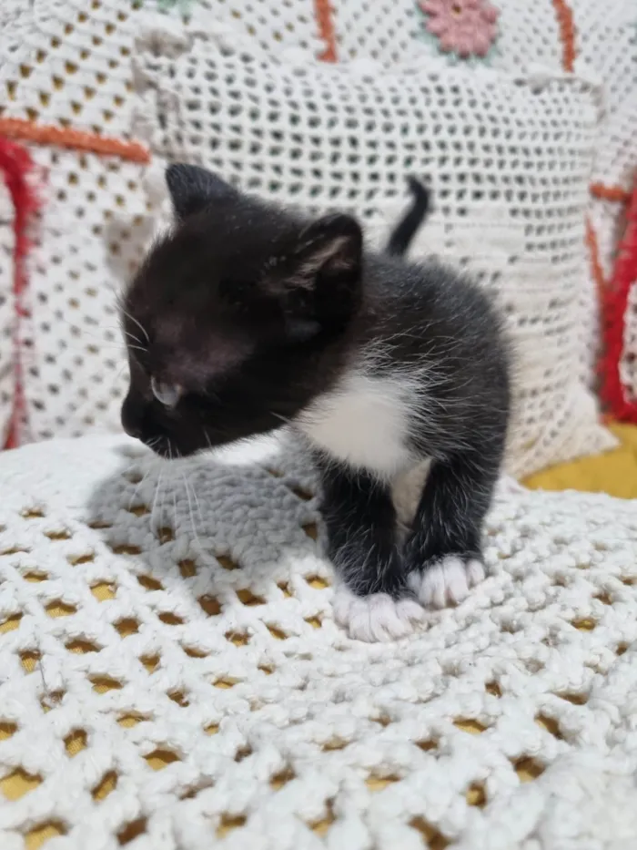 Gato ra a SRD-ViraLata idade Abaixo de 2 meses nome Gatinho Peludo