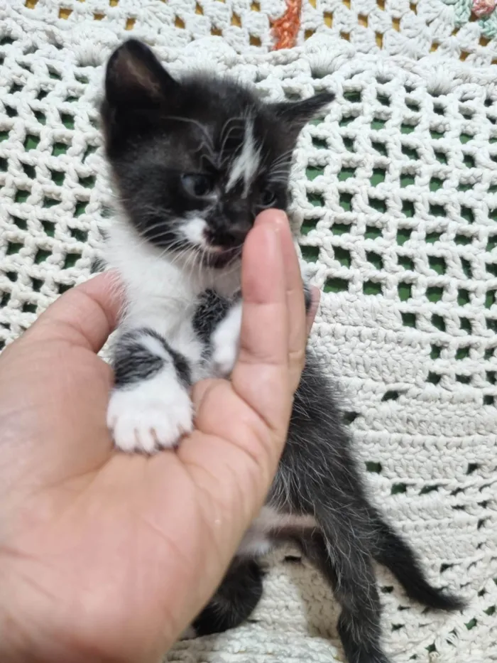 Gato ra a SRD-ViraLata idade Abaixo de 2 meses nome Gatinho Peludo