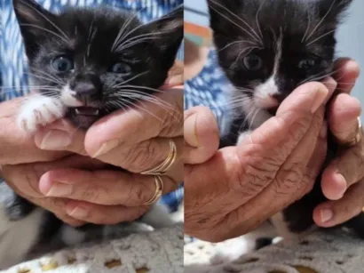 Gato raça SRD-ViraLata idade Abaixo de 2 meses nome Gatinho Peludo