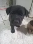 Cachorro ra a Labrador idade Abaixo de 2 meses nome Melissa