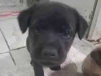Cachorro raça Labrador idade Abaixo de 2 meses nome Melissa