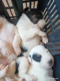 Cachorro raça SRD-ViraLata idade Abaixo de 2 meses nome Cãezinhos 