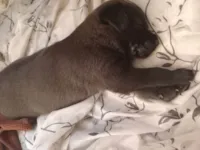 Cachorro raça Labrador idade Abaixo de 2 meses nome Machos e femia 