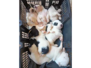 Cachorro raça SRD-ViraLata idade Abaixo de 2 meses nome Cãezinhos 