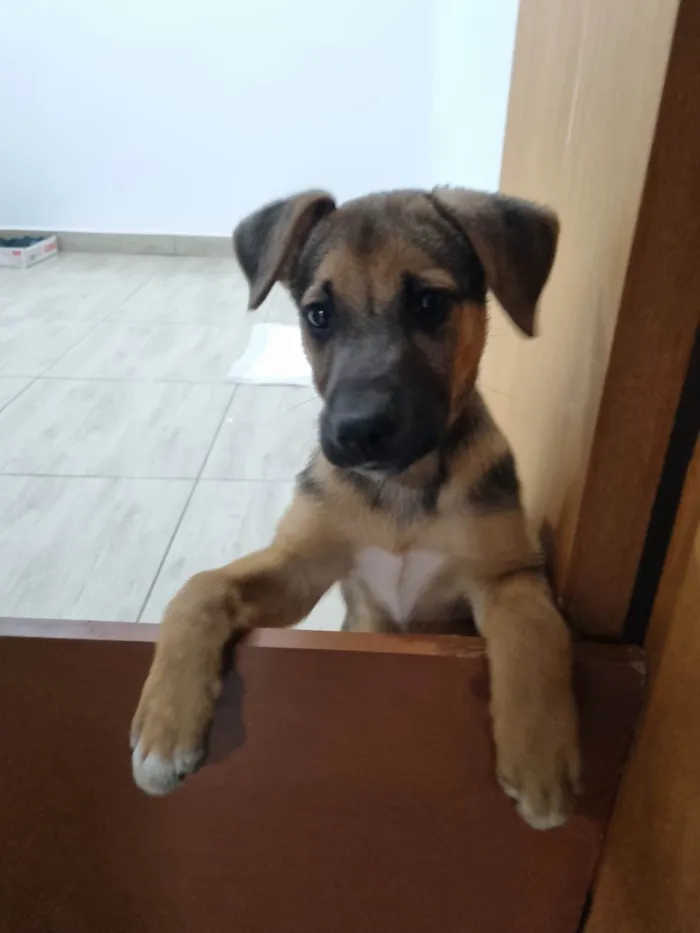 Cachorro ra a SRD-ViraLata idade 2 a 6 meses nome Sem nome