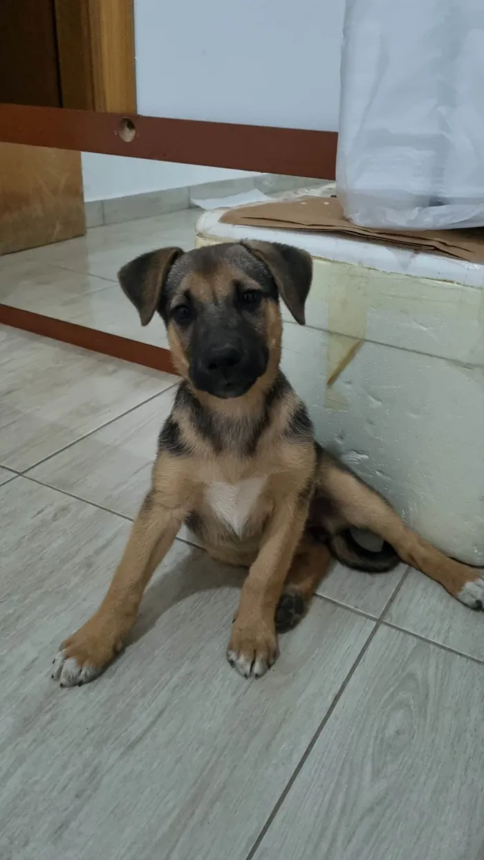 Cachorro ra a SRD-ViraLata idade 2 a 6 meses nome Sem nome