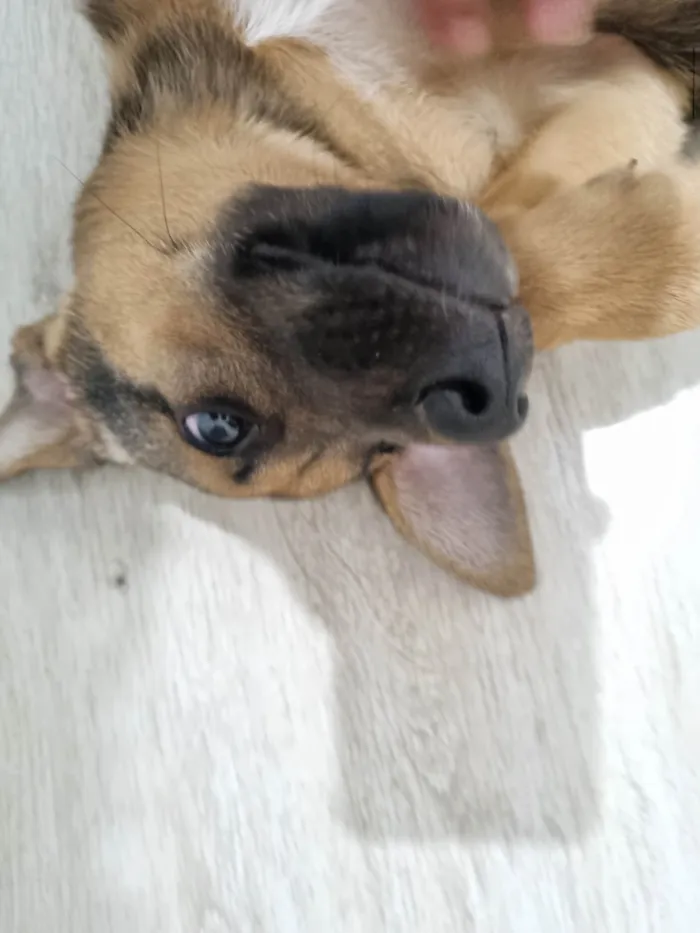 Cachorro ra a SRD-ViraLata idade 2 a 6 meses nome Sem nome