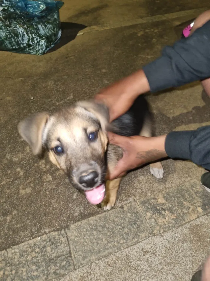 Cachorro ra a SRD-ViraLata idade 2 a 6 meses nome Sem nome