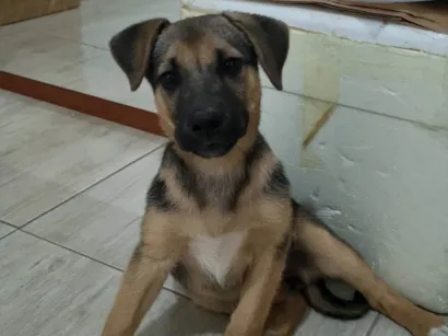 Cachorro raça SRD-ViraLata idade 2 a 6 meses nome Sem nome