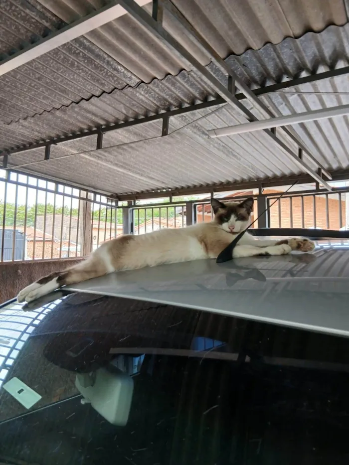 Gato ra a SRD-ViraLata idade 1 ano nome Sem Nome