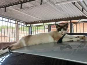 Gato raça SRD-ViraLata idade 1 ano nome Sem Nome