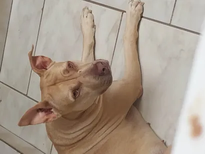 Cachorro ra a Pit-Bull idade 4 anos nome Pandora
