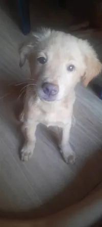Cachorro raça Mamãe cofap e papai golden retriever  idade 2 a 6 meses nome Ainda sem nome 