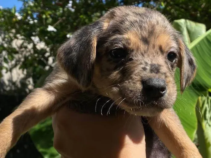 Cachorro ra a SRD-ViraLata idade Abaixo de 2 meses nome Filhotes 