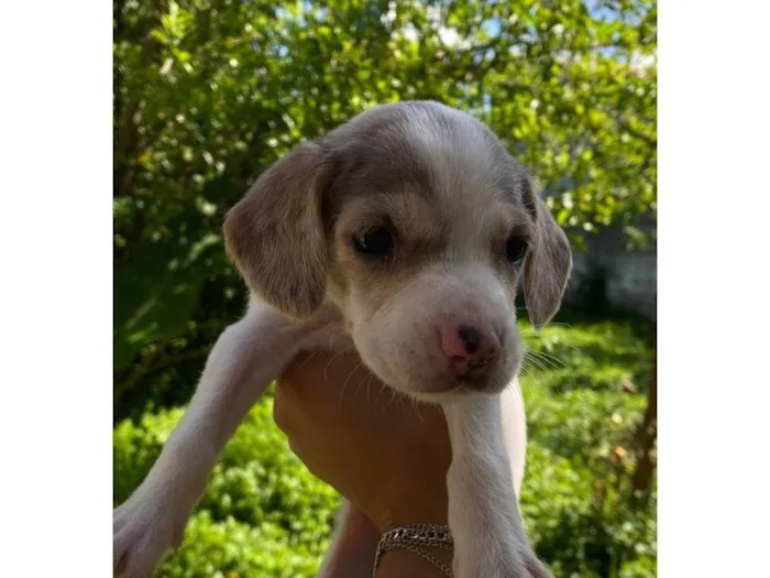 Cachorro ra a SRD-ViraLata idade Abaixo de 2 meses nome Filhotes 