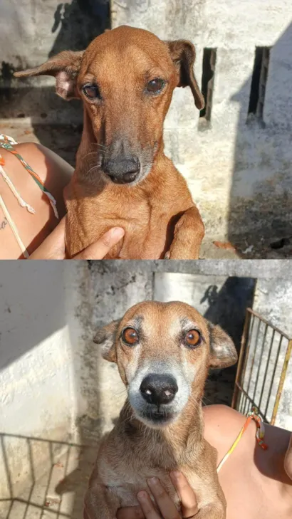 Cachorro raça SRD-ViraLata idade 4 anos nome Bebe