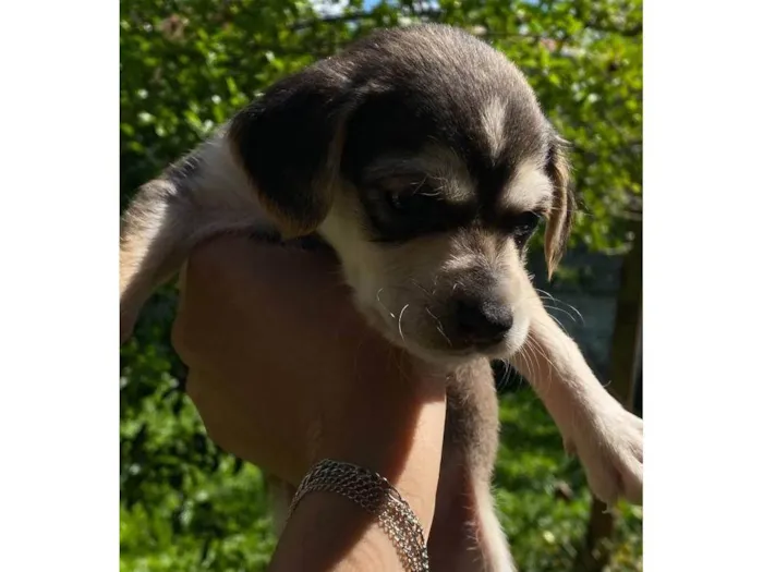 Cachorro ra a SRD-ViraLata idade Abaixo de 2 meses nome Filhotes 