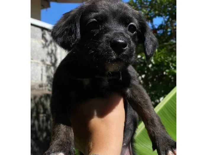 Cachorro ra a SRD-ViraLata idade Abaixo de 2 meses nome Filhotes 