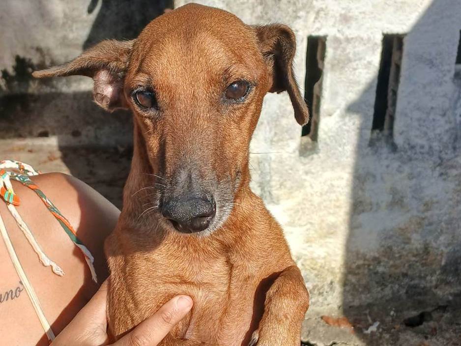 Cachorro ra a SRD-ViraLata idade 4 anos nome Sem nome 