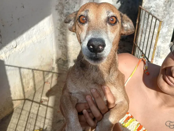 Cachorro ra a SRD-ViraLata idade 4 anos nome Sem nome 
