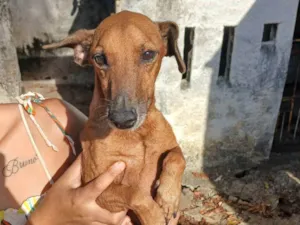 Cachorro raça SRD-ViraLata idade 6 ou mais anos nome Sem nome 