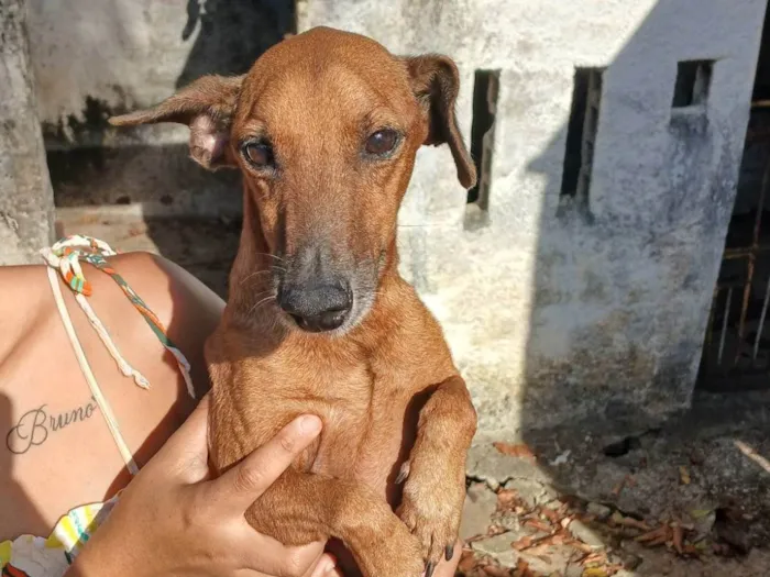 Cachorro raça SRD-ViraLata idade 6 ou mais anos nome Sem nome 
