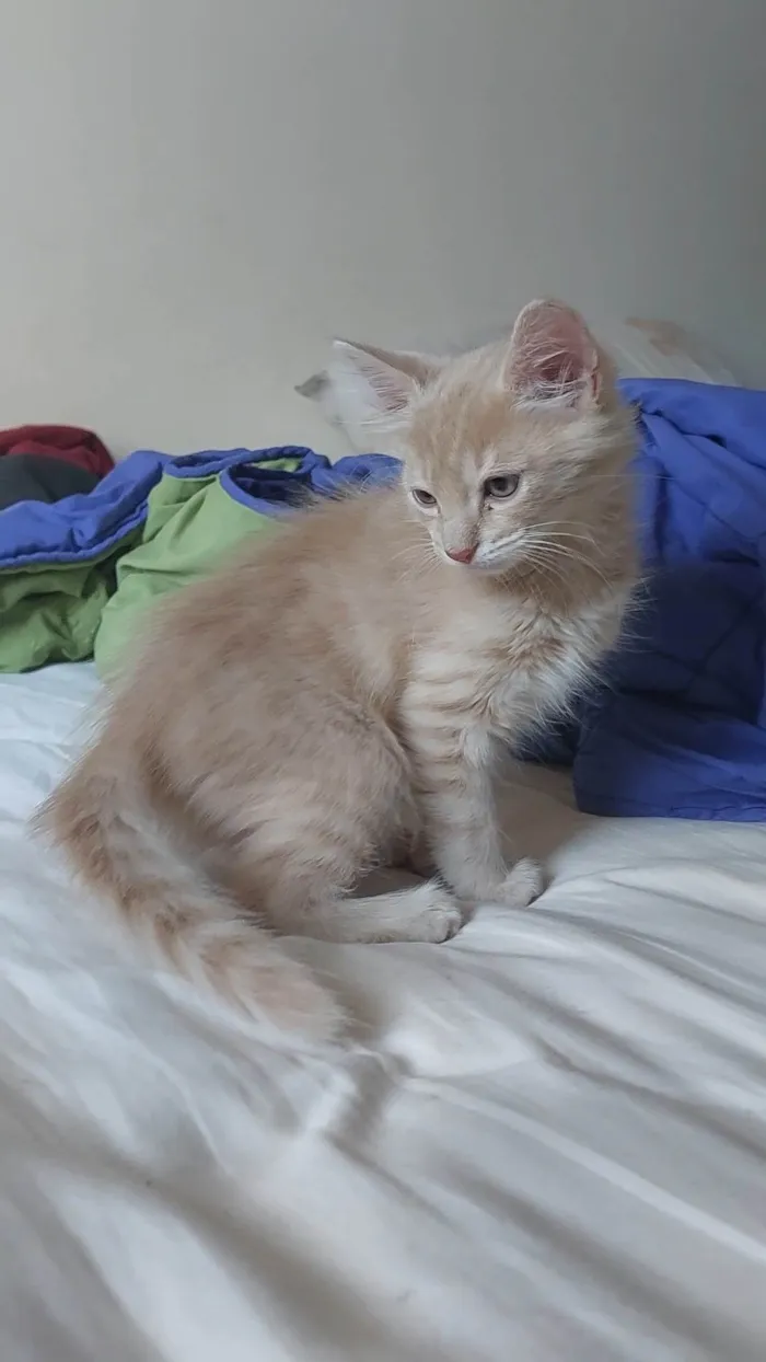 Gato ra a SRD-ViraLata idade 2 a 6 meses nome Gatinhos Sem Nome